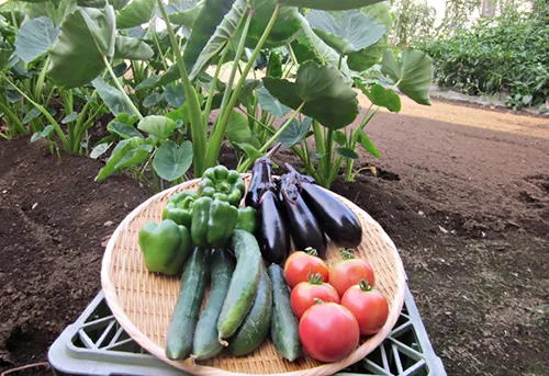 畑で取れた新鮮野菜